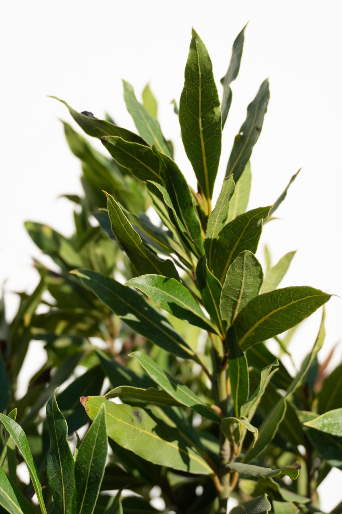 Laurel de Comer Bola altura de 130 centímetros aprox.