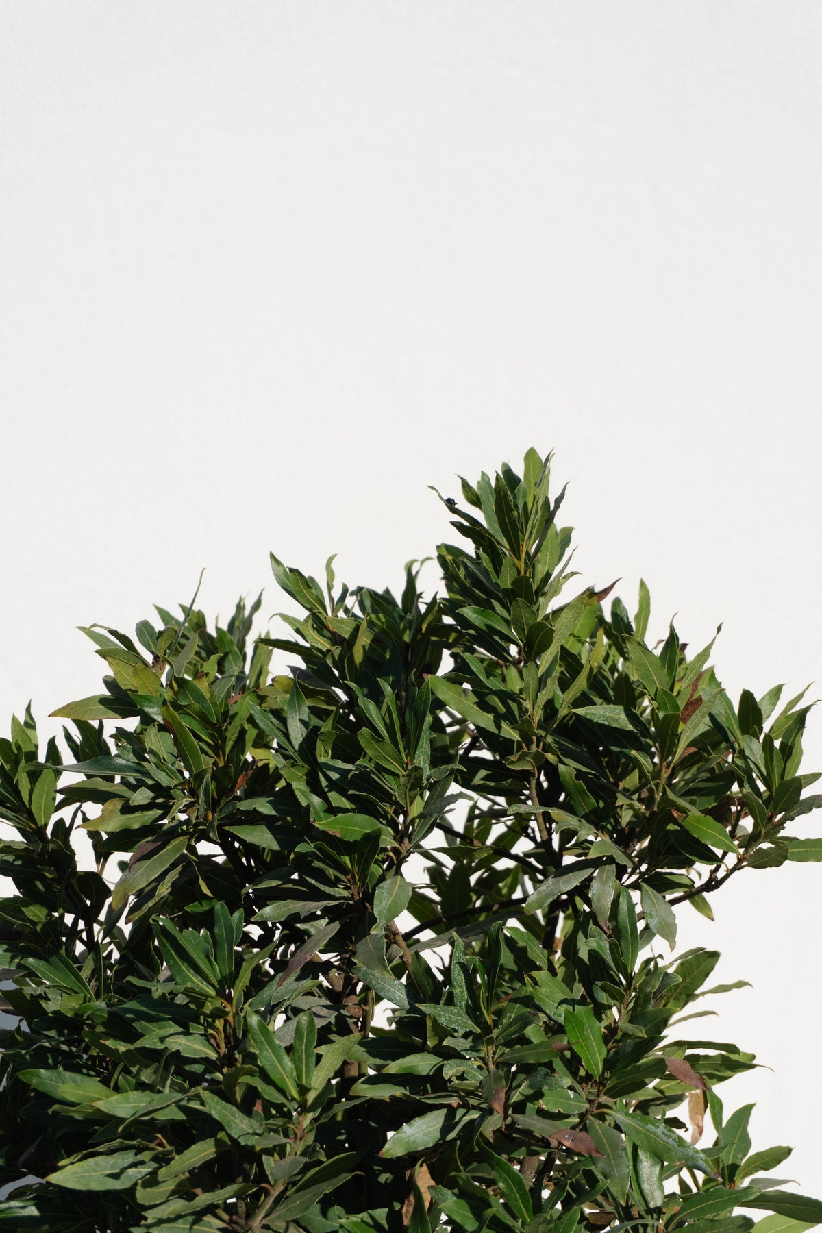 Laurel de Comer Bola altura de 130 centímetros aprox.